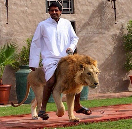 lion ride