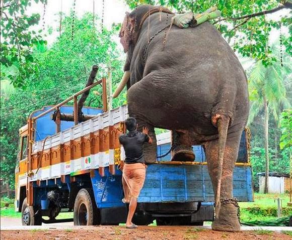 Слоник трейлер. Машина для перевозки слонов.